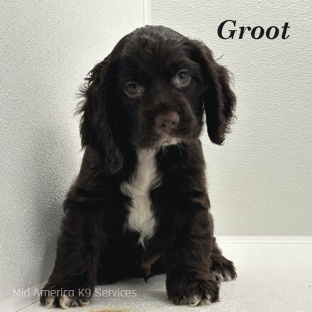 puppy, for, sale, Cocker Spaniel, Joe & Cherri  Overlease, dog, breeder, Miller, MO, dog-breeder, puppy-for-sale, forsale, nearby, find, puppyfind, locator, puppylocator, aca